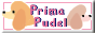 prima pudel banner